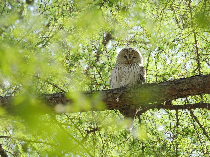 Low angle view of bird in forest