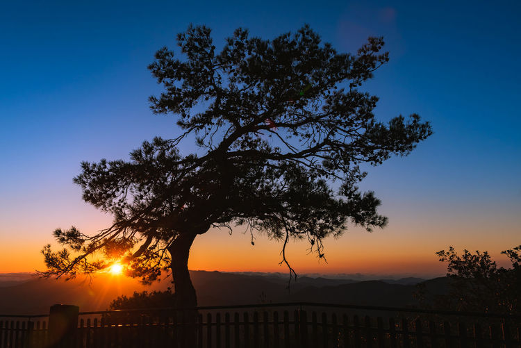 Silhouette of a forest pine tree during blue hour with bright sun at sunset. 