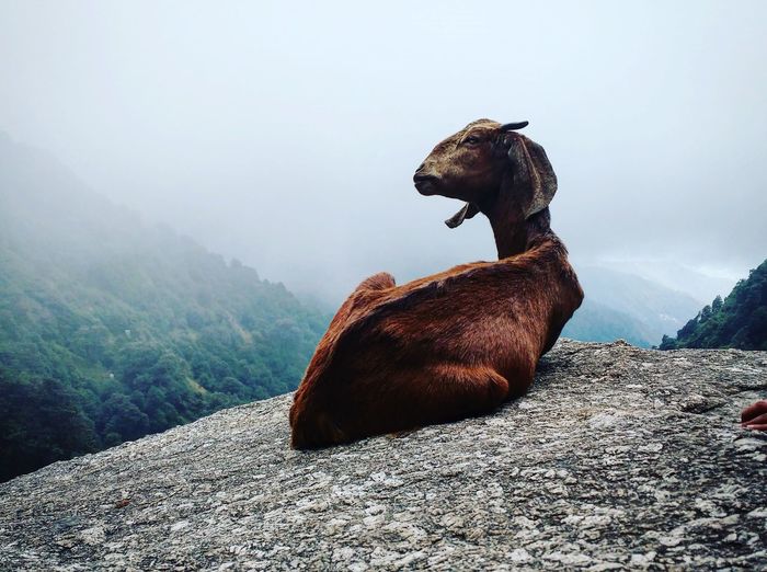 Goat relaxing on rock during foggy weather
