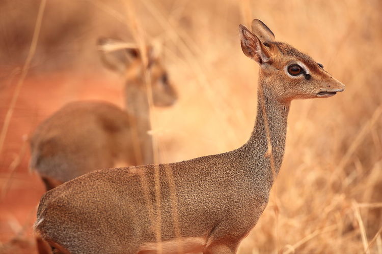 Alert herbivorous mammals in kenyan national park