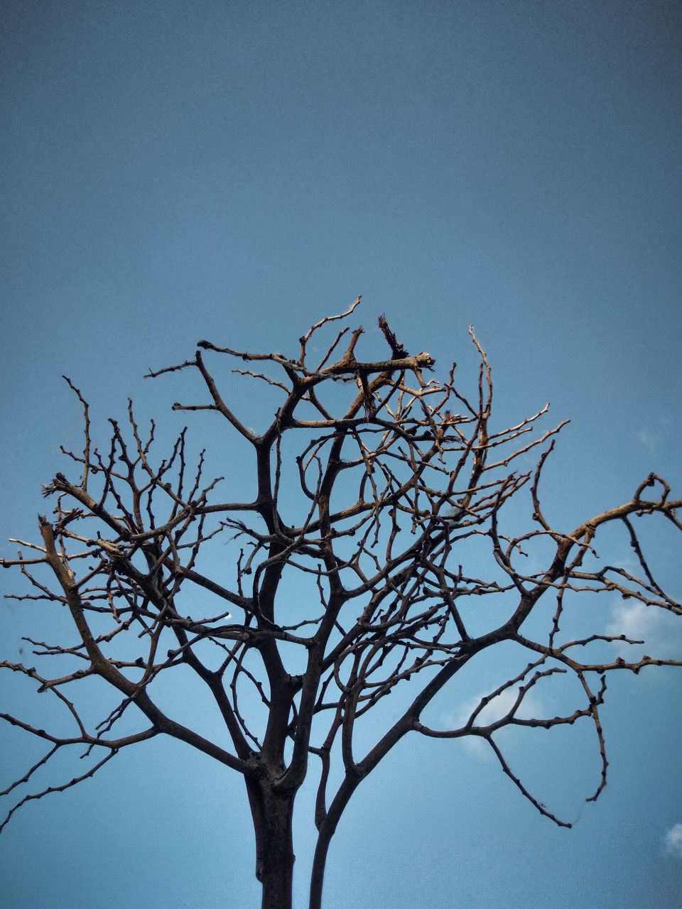 LOW ANGLE VIEW OF BARE TREE AGAINST CLEAR SKY