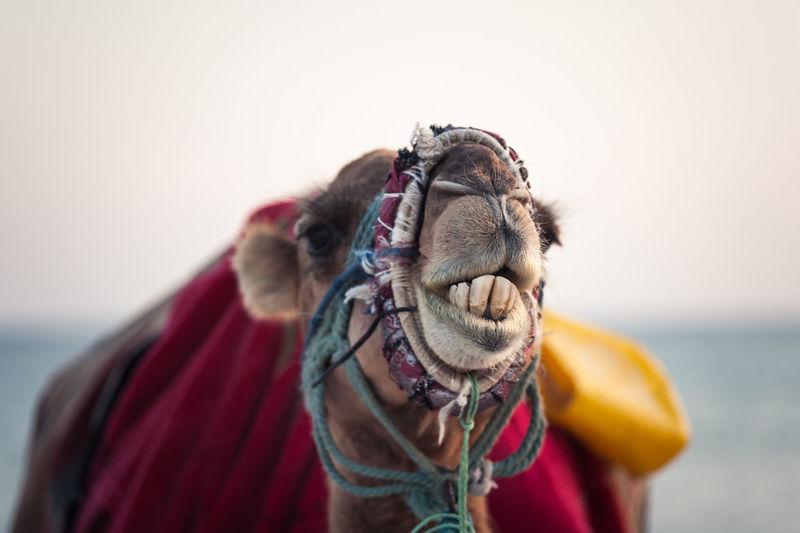 Camel in the tunisian desert, funny close-up