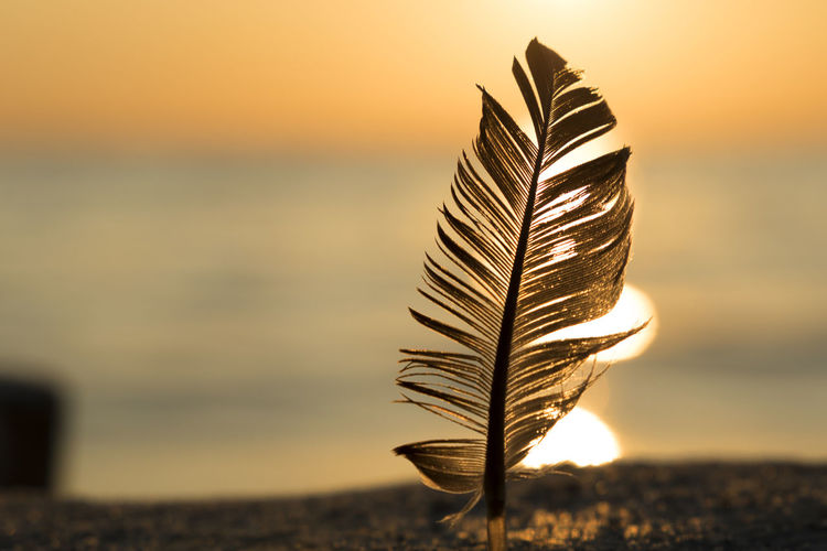 Close-up of feather by sea against sky during sunset