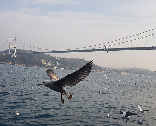 Seagulls flying over sea against sky