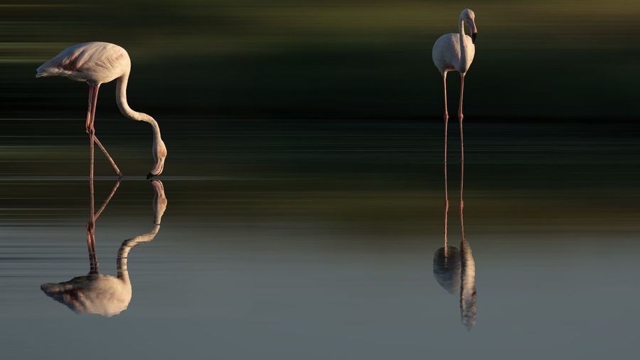 Close-up of bird in lake