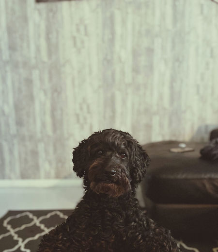 Close-up of dog