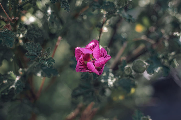 Close-up of pink anisodontea flower 