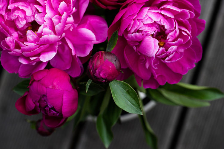 Close-up of pink flowers