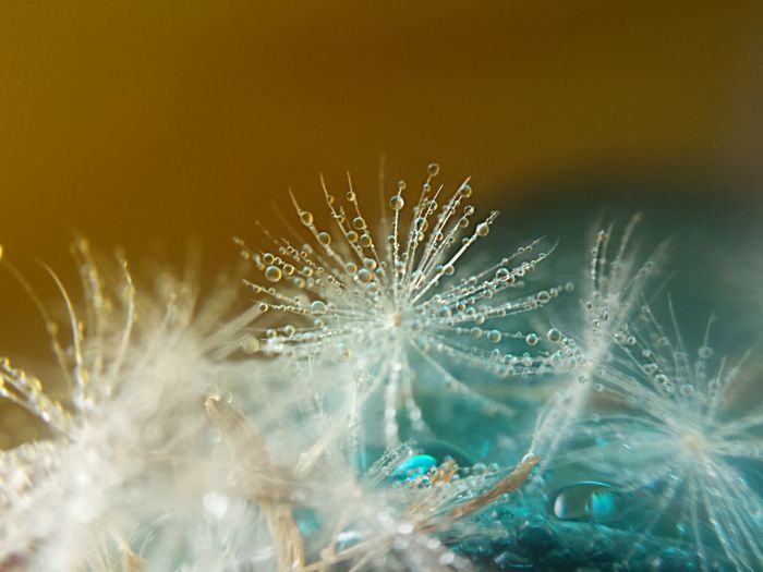 Close-up of frozen dandelion