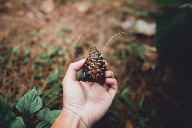Close-up of hand holding pine cone on land
