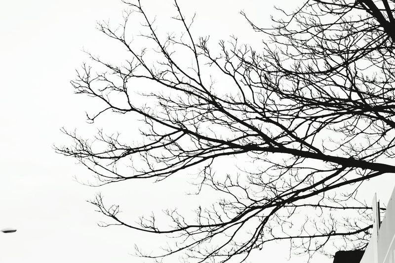 Low angle view of bare trees