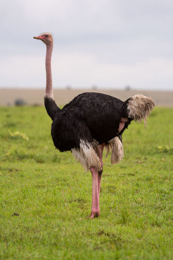 Male common ostrich stands on short grass