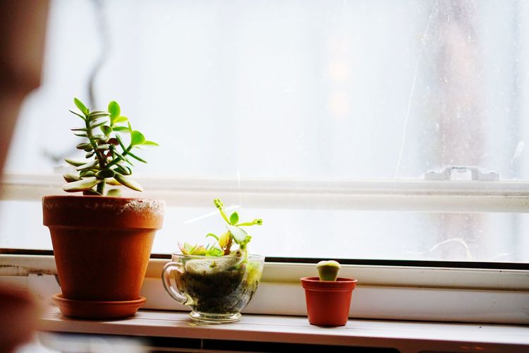 Close-up of potted plant on window sill on table