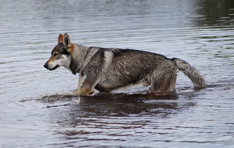 Side view of gray wolf walking on lake