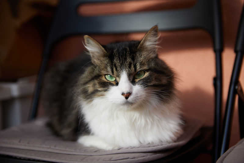 A selective focus view of a serious cat lying on a chair indoors