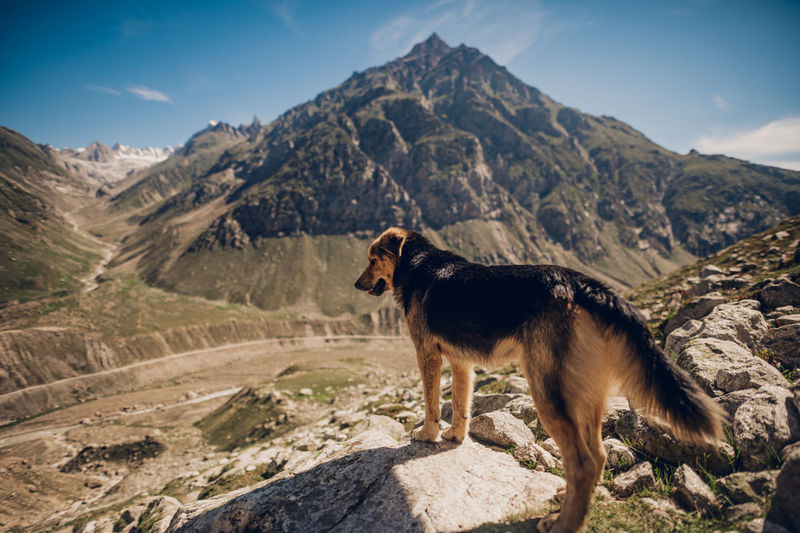 Dog standing on mountain