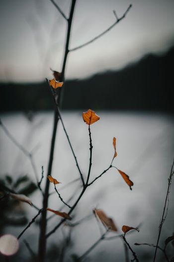Close-up of plant growing by lake against sky during sunset