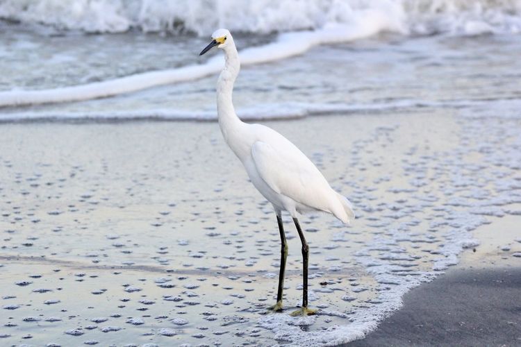 White bird on beach