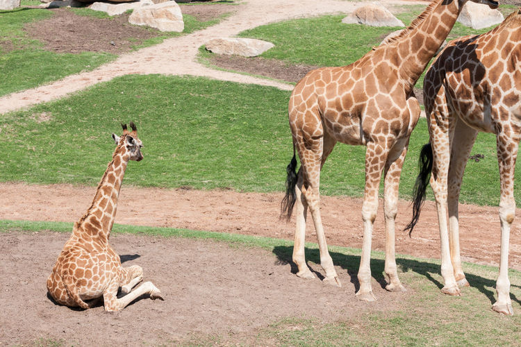 Giraffe with calf at zoo