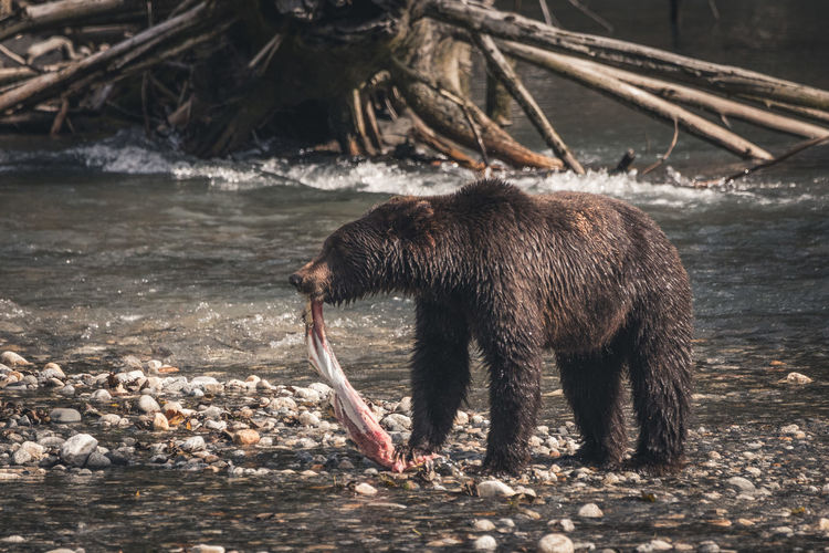Tasty salmon