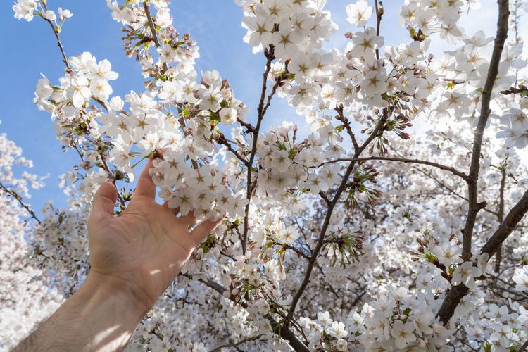 Cropped hand touching cherry blossoms in spring