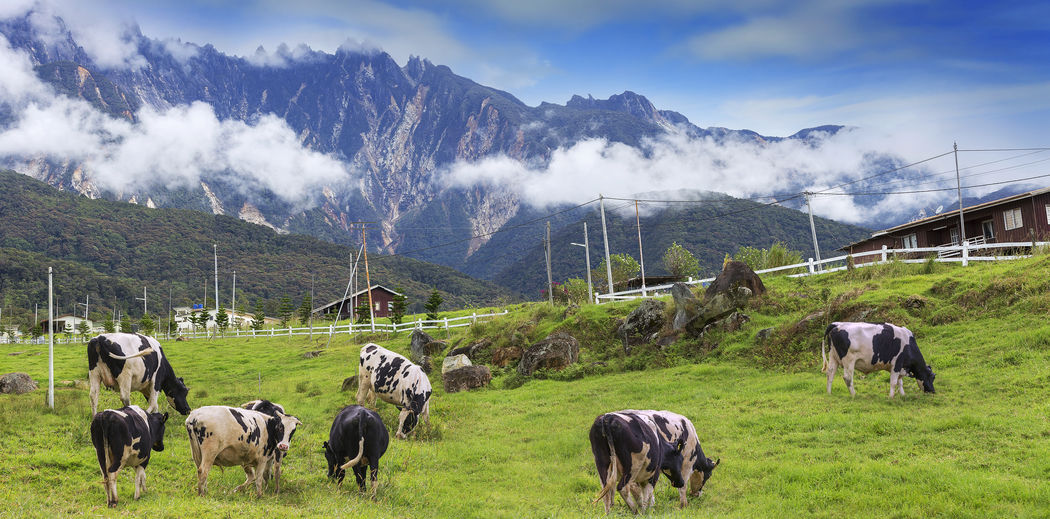 Cows grazing on field against sky