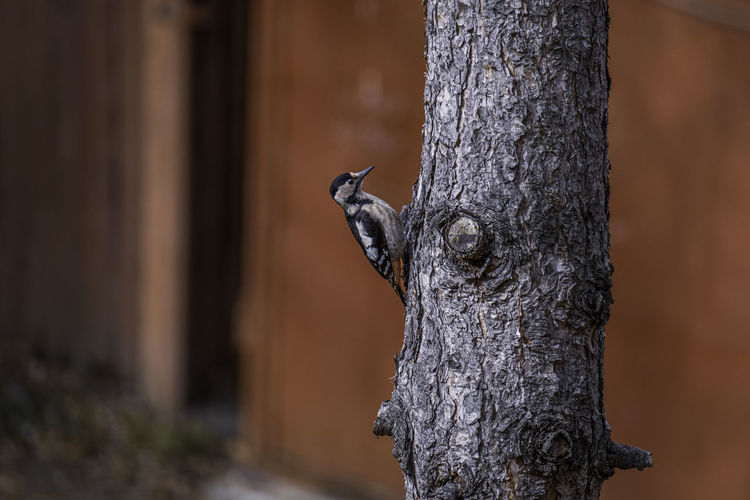 Close-up of a woodpecker, climbing on a tree trunk