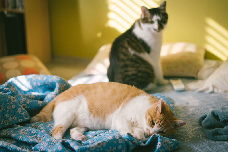 Cats resting on bed at home