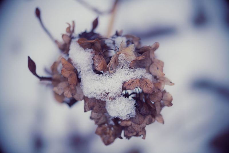 Close-up of snow on dry leaves during winter