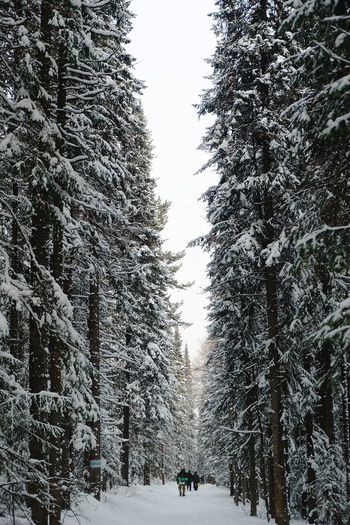 Snow covered road amidst trees in forest against sky