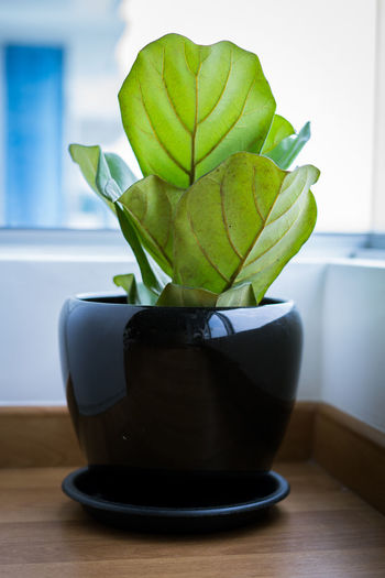 A fiddle leaf fig or ficus lyrata pot plant with large, green, shiny leaves.