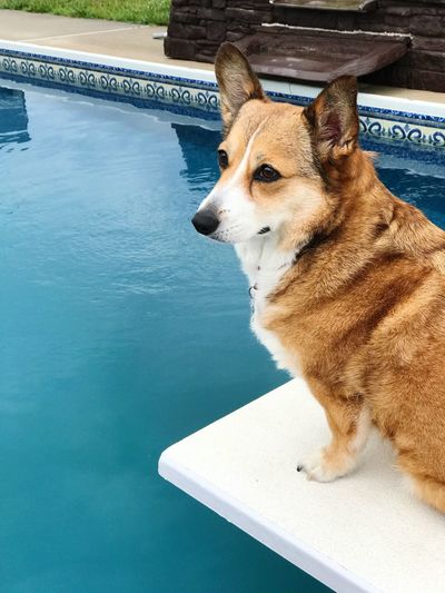 Close-up of dog looking at swimming pool
