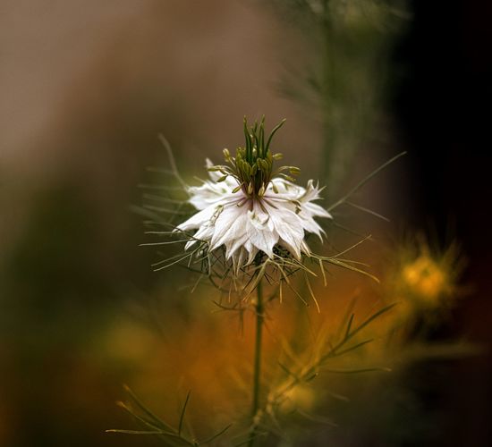 Close-up of white dandelion flower