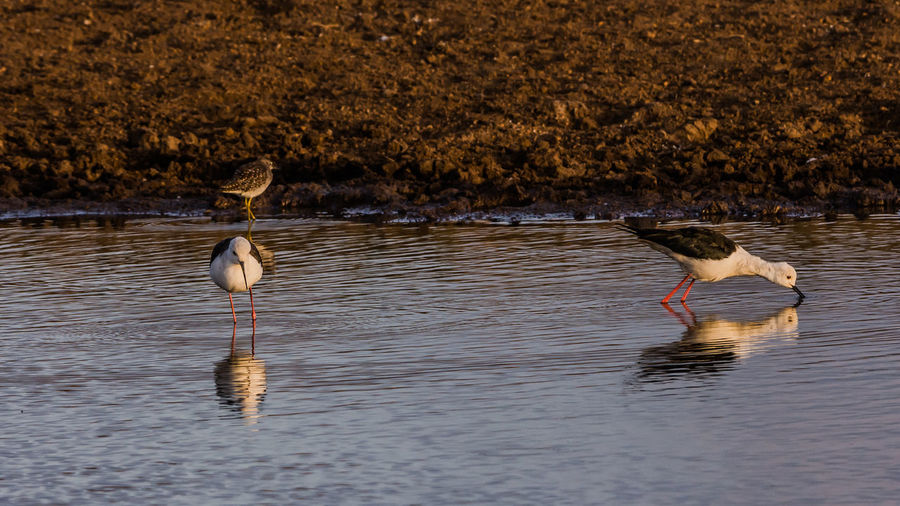 Two black winged stilts drinking water from a pond and makes a reflection