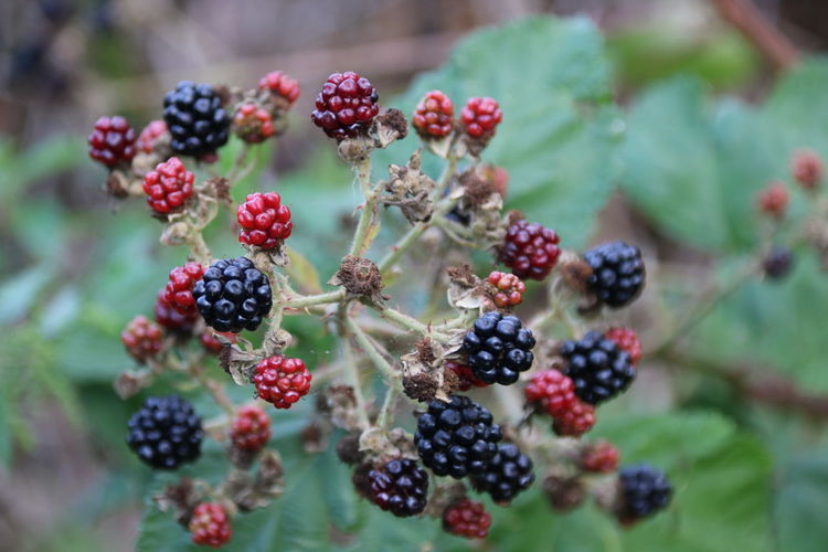 Close-up of berries