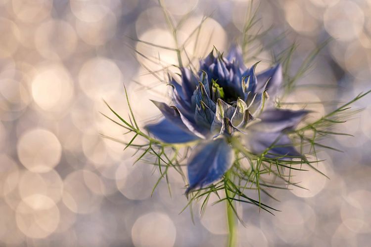 Close-up of purple flower