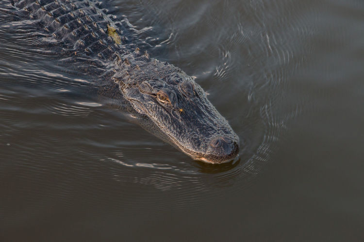 High angle view of an alligator and spider in the bayou