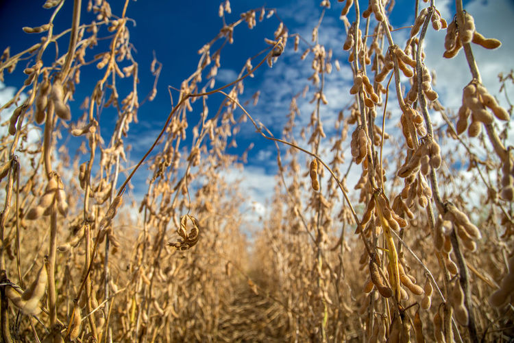 Close-up of crops on field against sky
