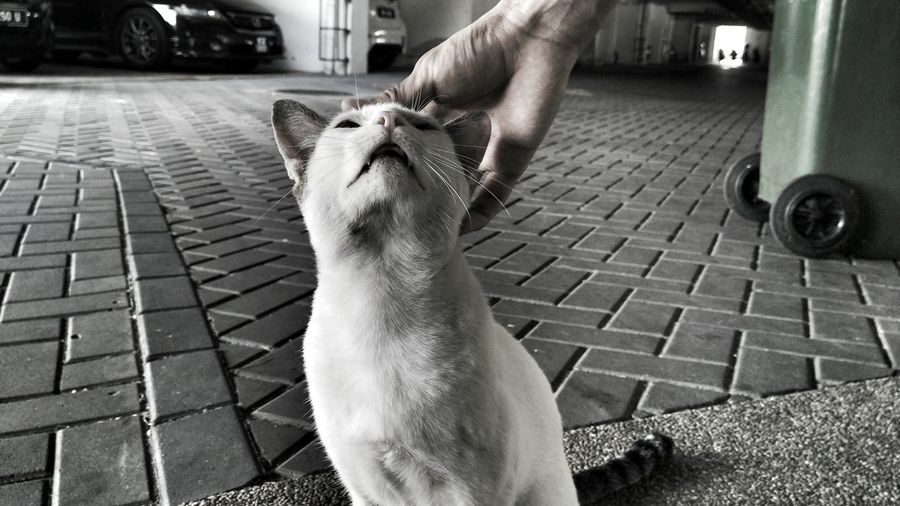 Cropped image of hand stroking cat