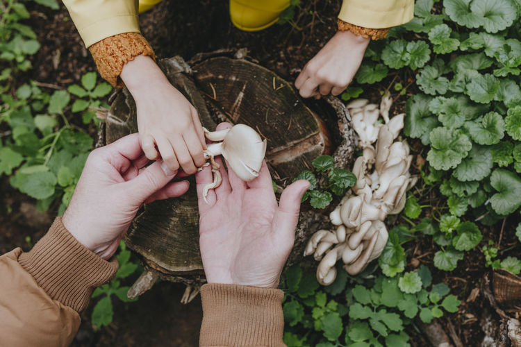 Hands of man showing oyster mushrooms to girl in forest