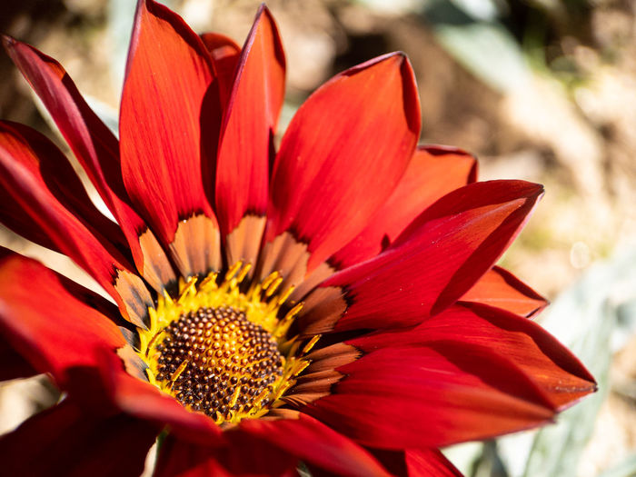 Close-up of red flower