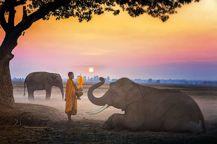Side view of monk with elephant on field against sky during sunset
