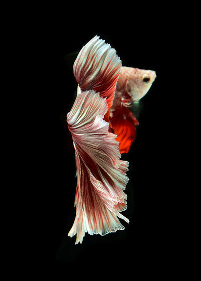 Close-up of siamese fighting fish swimming underwater against black background