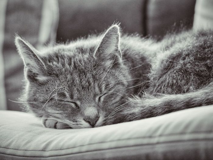 Close-up of cat sleeping on sofa