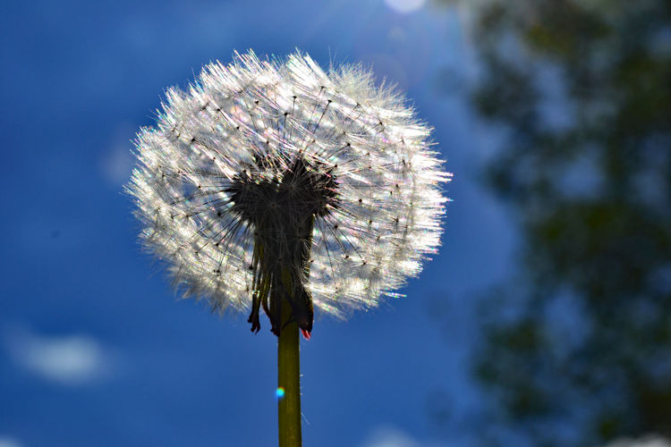 Low angle view of dandelion flower against sky