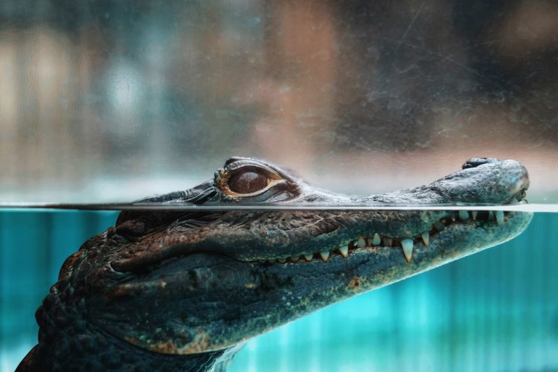 Close-up of young crocodile swimming in aquarium