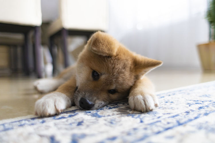 Close-up of a dog resting on rug