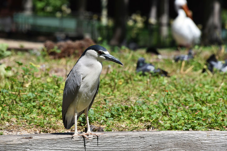 High angle view of gray heron perching on floor