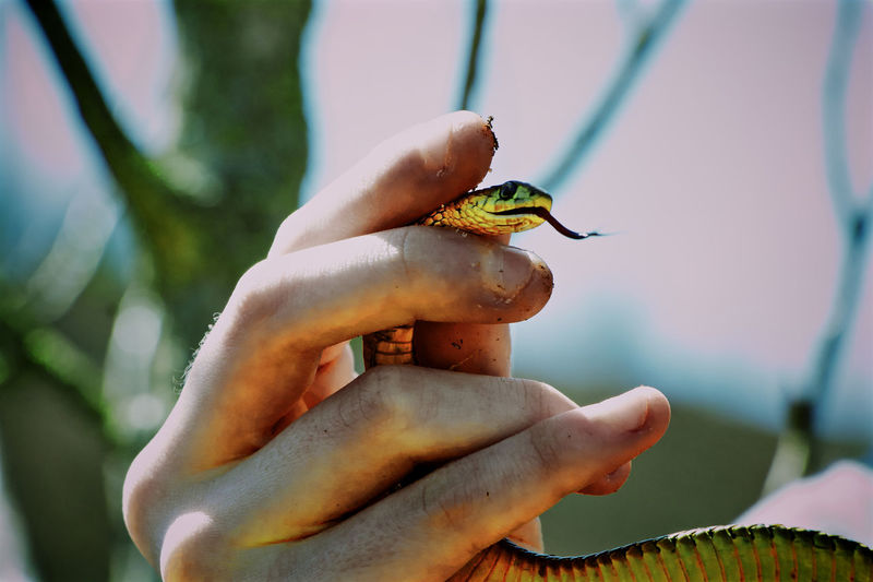 Close-up of girl holding snake 