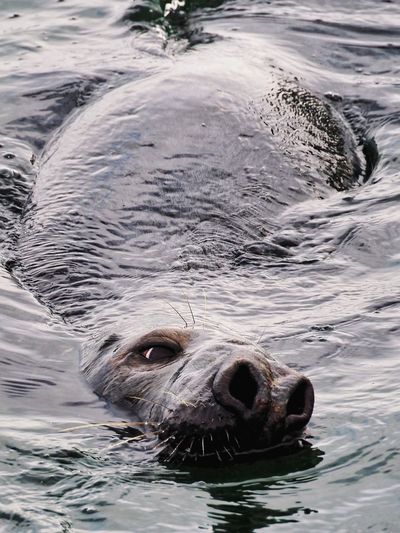 Close-up of seal in sea